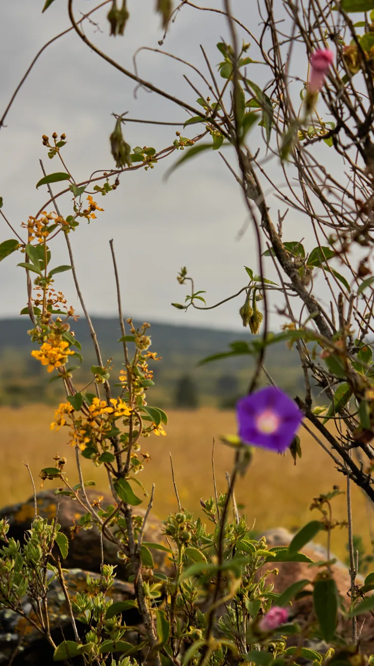 Silvestres — Naturaleza