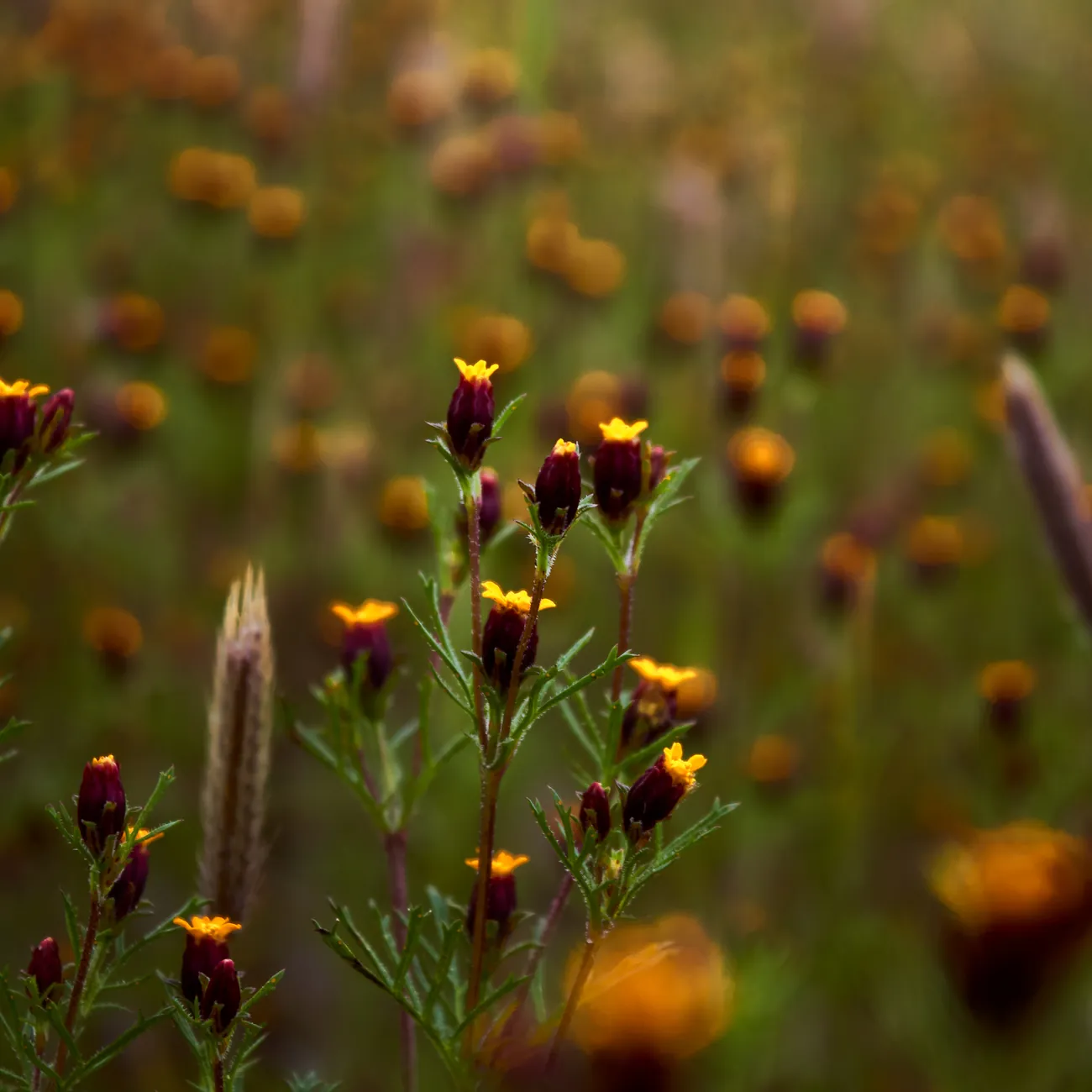 Detalle floral — Macro