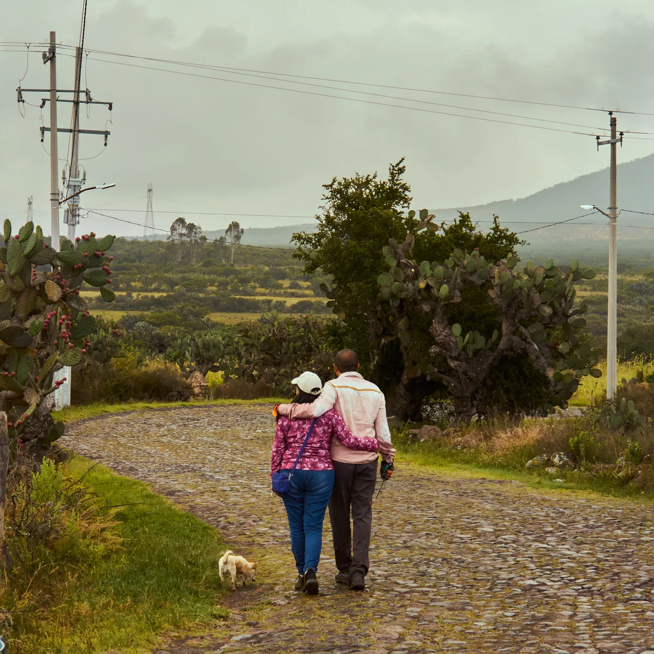 Camino de piedra — Paisaje