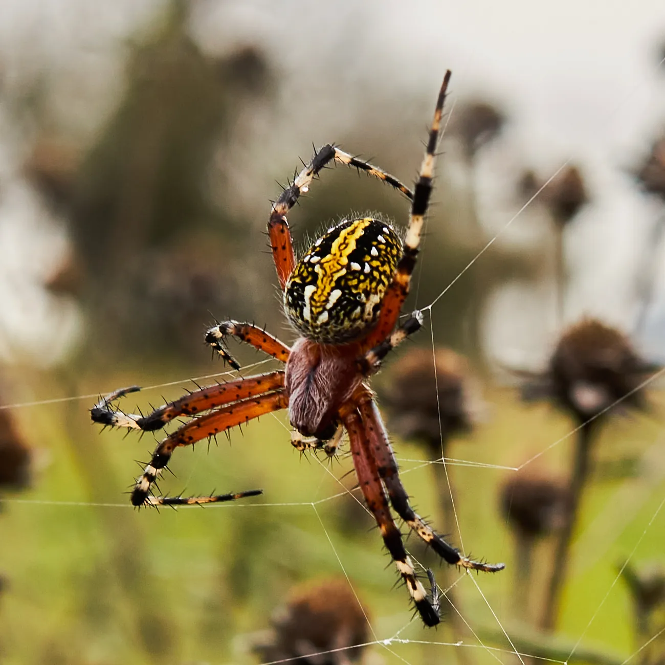 Araña — Macro