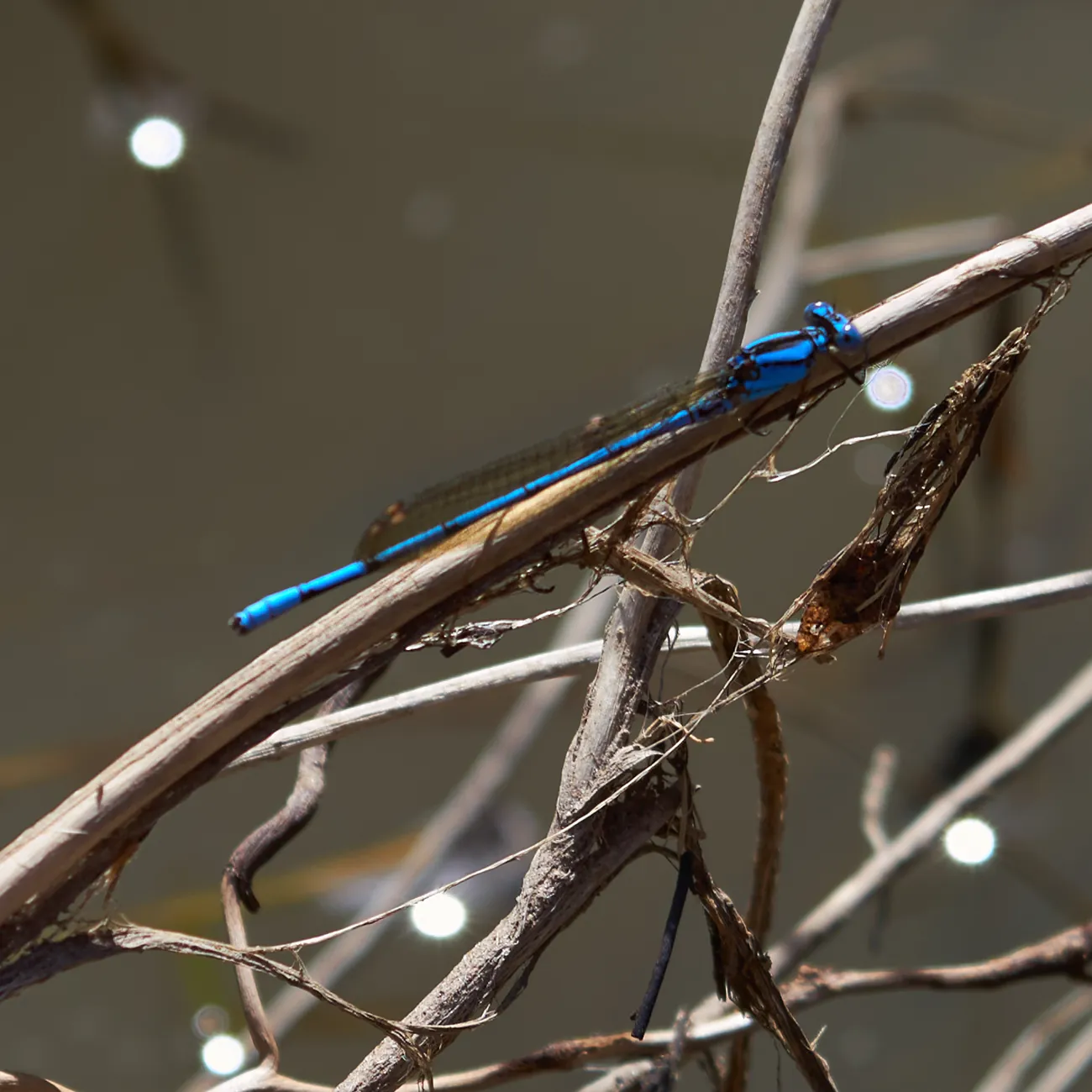 Libélula — Macro