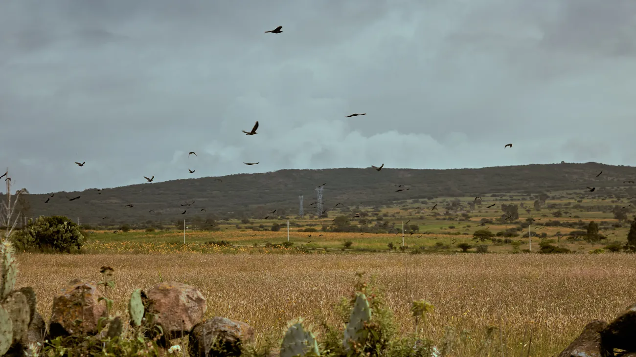 Campo y aves — Paisaje